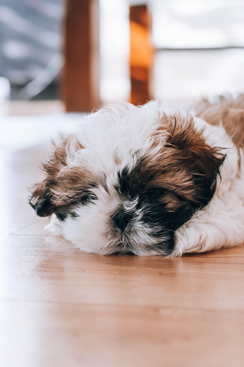 シーズーの美しい毛並みを守るなら、Dog and Cat Grooming Salon JJへ！