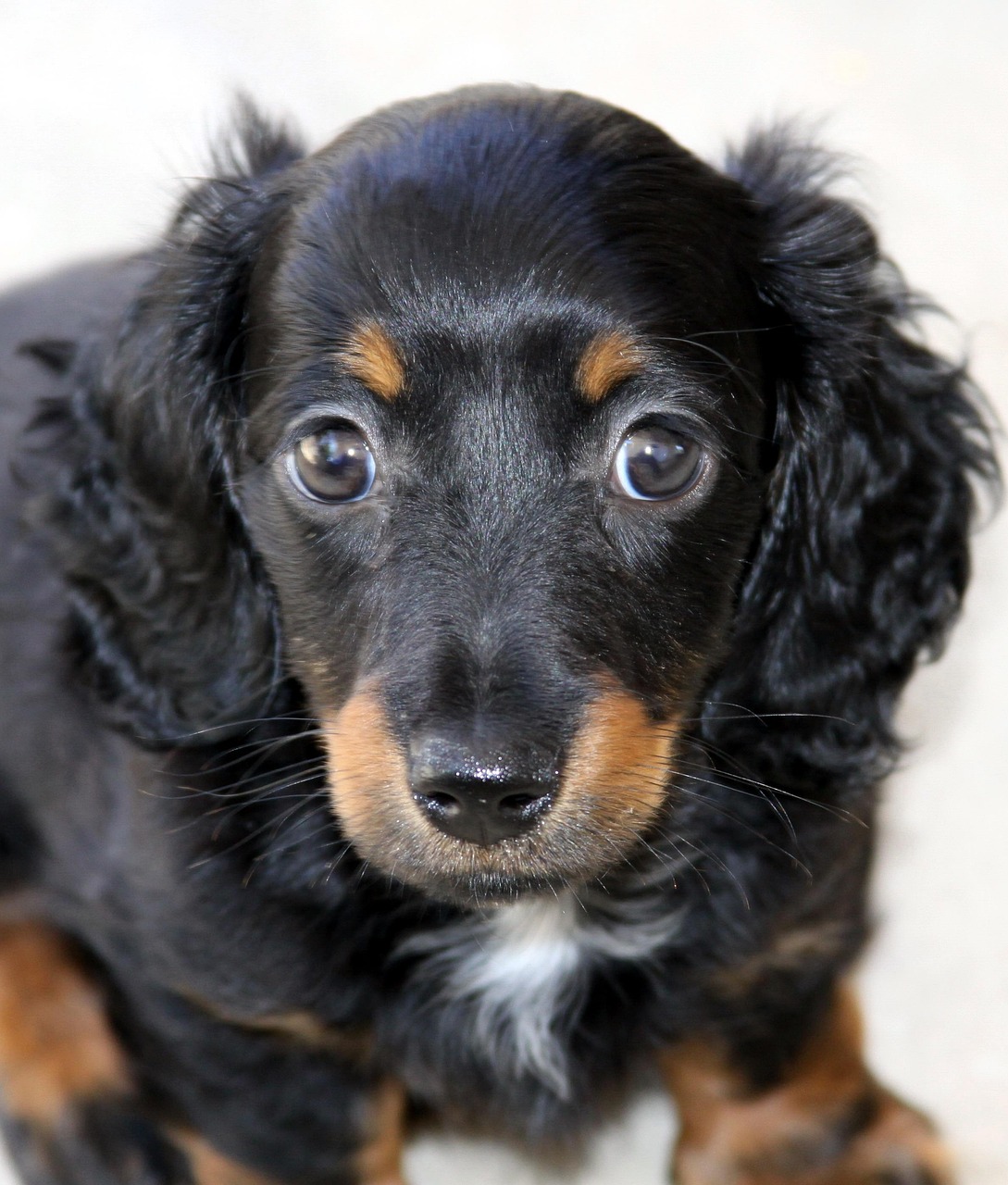 ダックスフンド専門トリミングサービスで、愛犬をもっと美しく！
