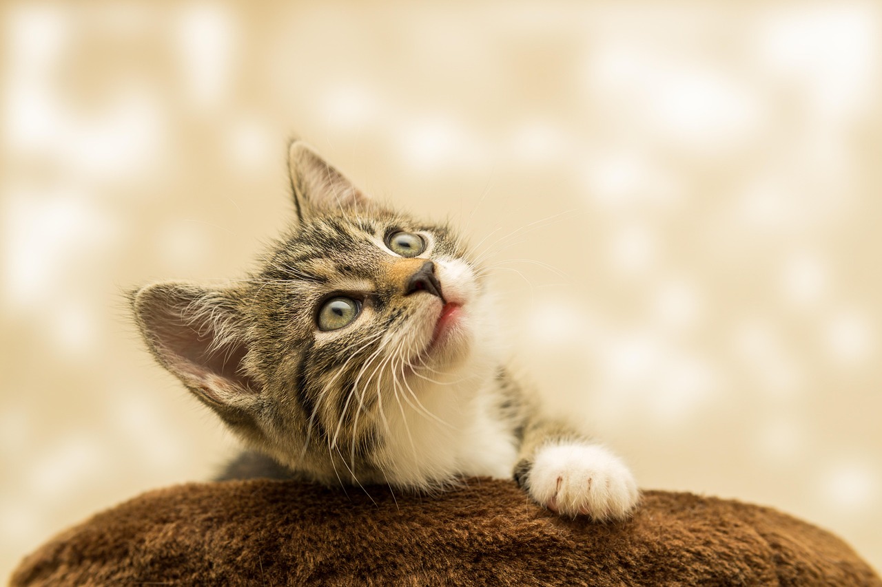 大切な保護猫を心を込めてケアします。