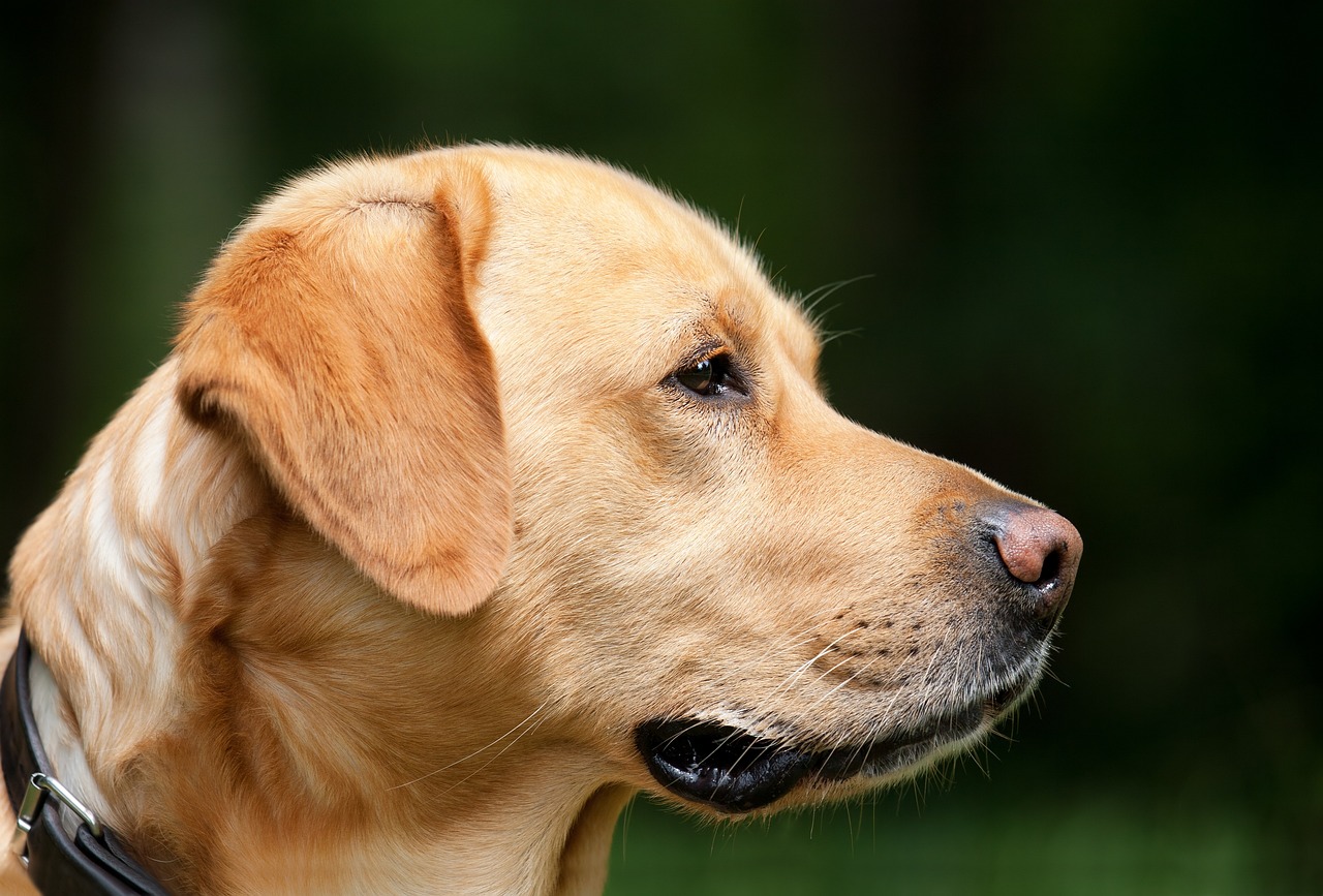 大型犬のための美と健康を追求したトリミング体験