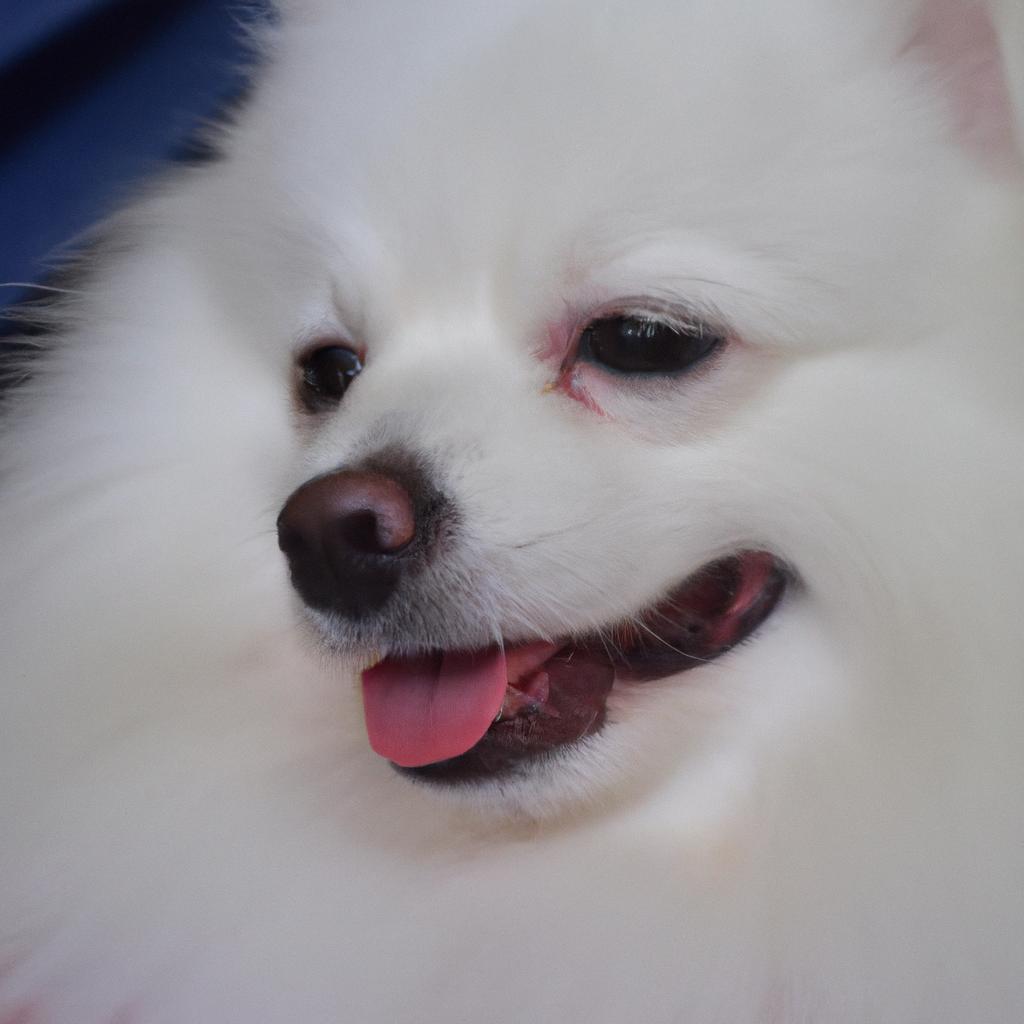 スピッツをもっと愛犬らしく、もっと美しく。