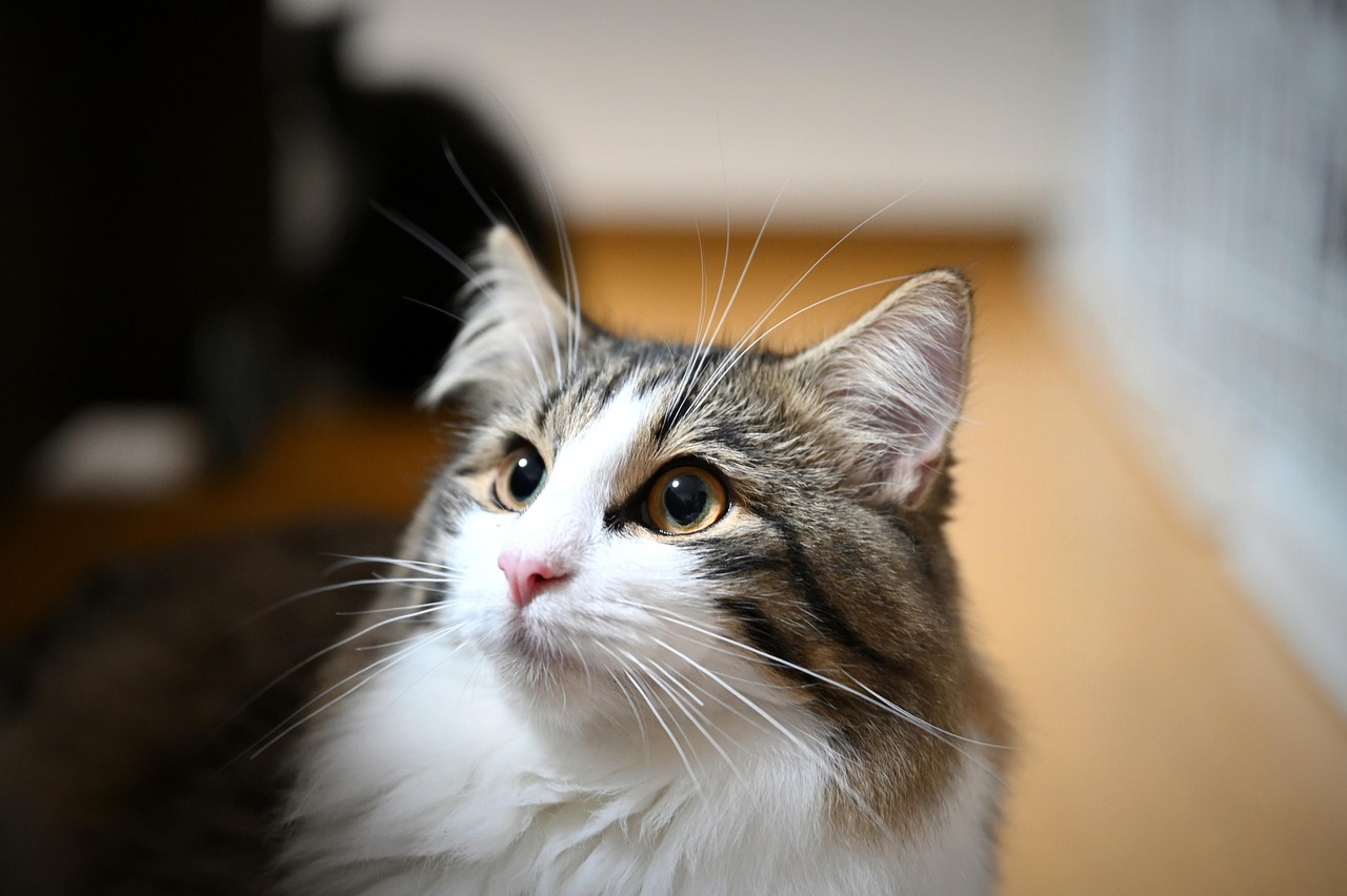 当サロンの長毛種猫シャンプーの特長