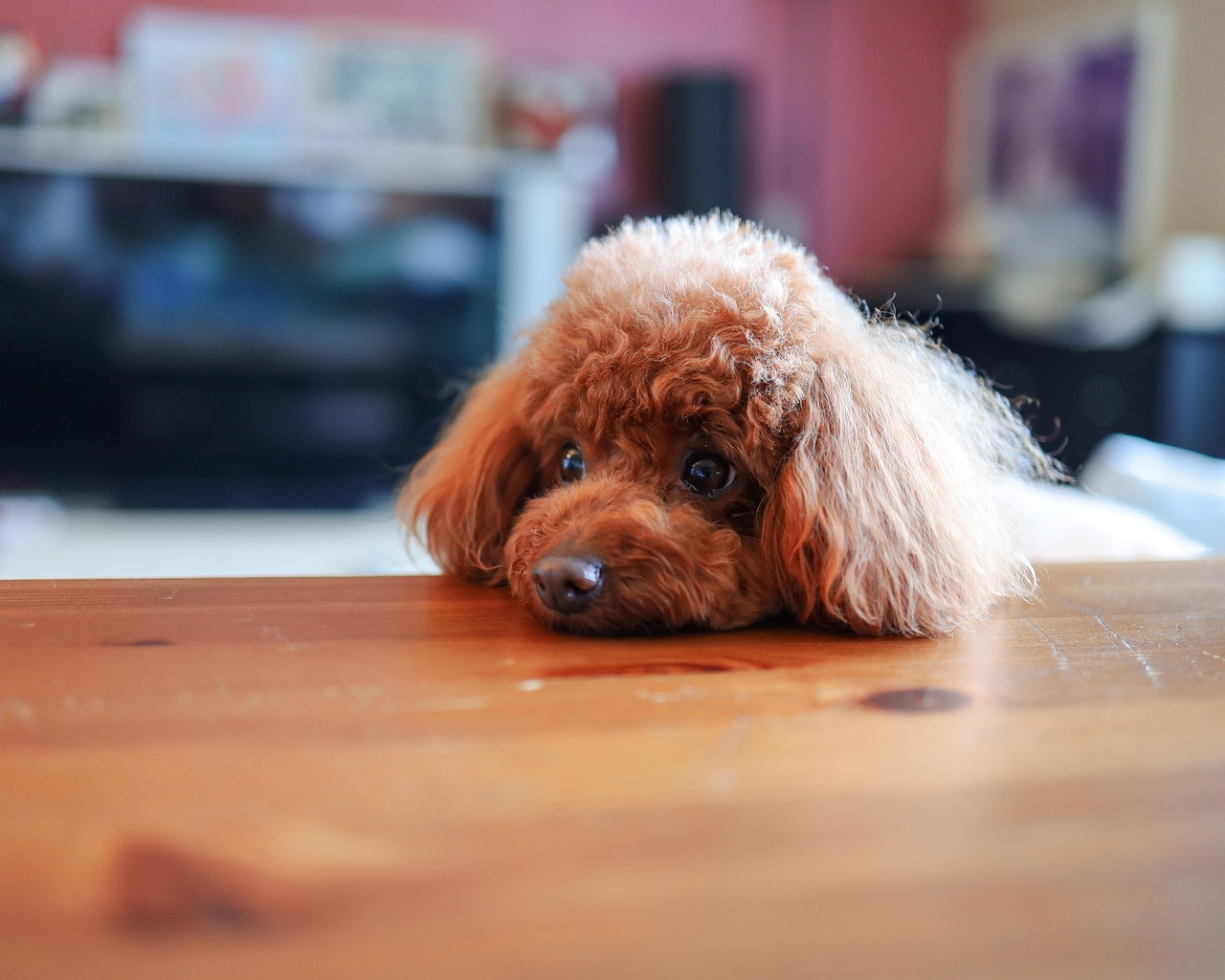 7. お問い合わせで愛犬を安心させよう！