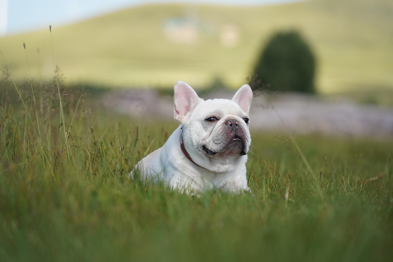 老犬ケアに特化したトリミング
