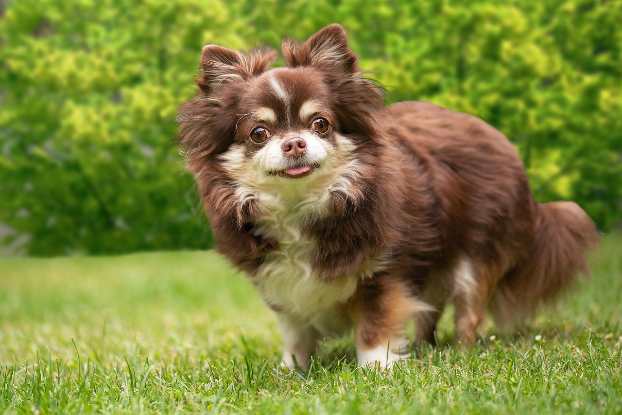 チワワ専門のケアで愛犬もハッピー