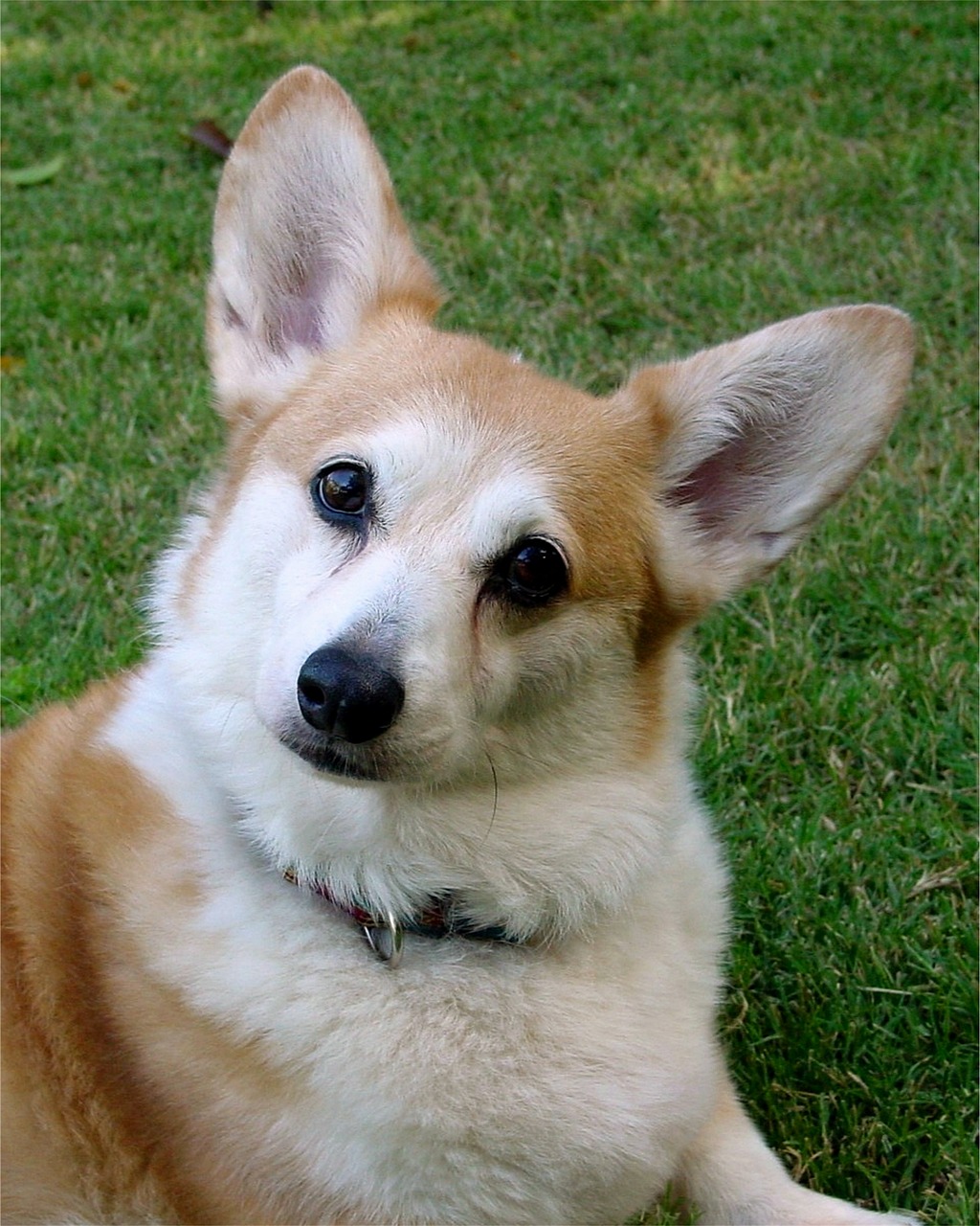 老犬も安心して過ごせる日中預かりサービス