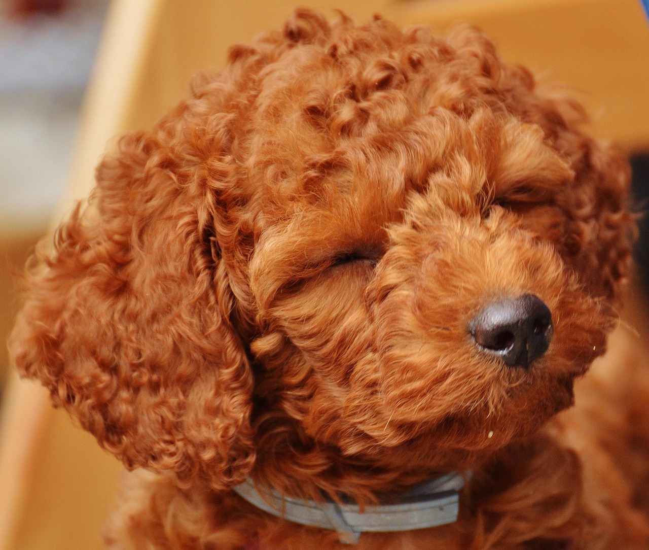 トイプードル専用！おしゃれな愛犬ライフを実現するトリミング体験