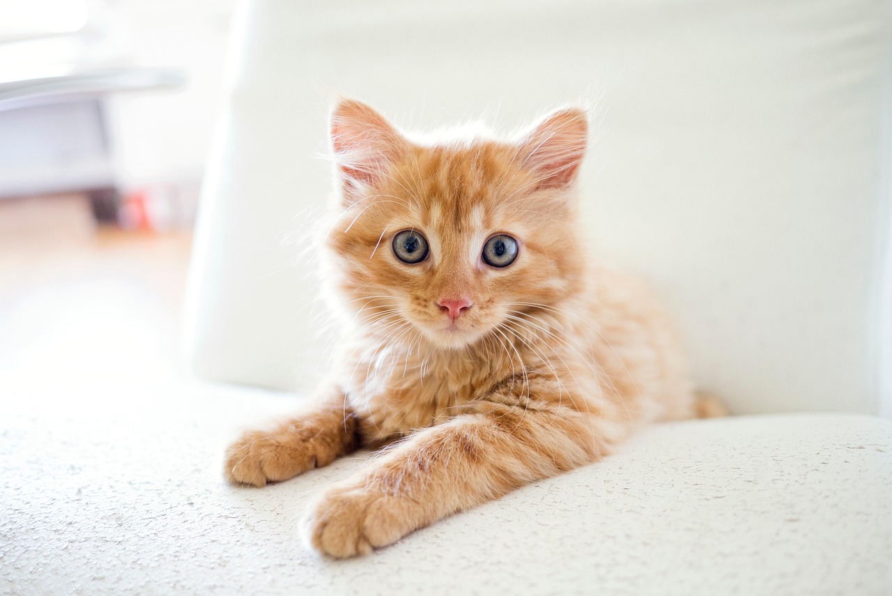 保護猫への特別支援