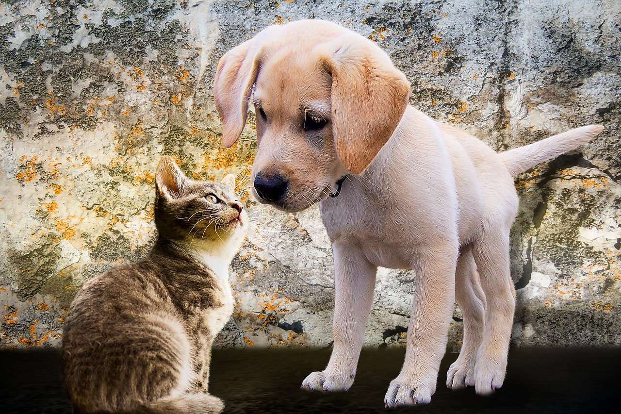 犬と猫のトリミングを個室で