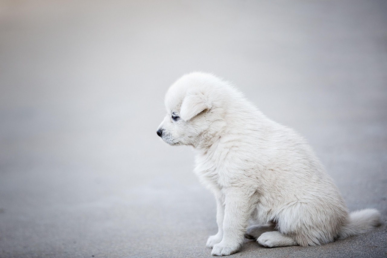 愛犬・愛猫ホテルのご紹介