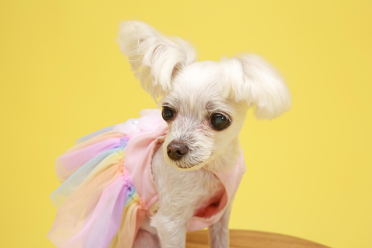 mix犬のシャンプーが必要な理由