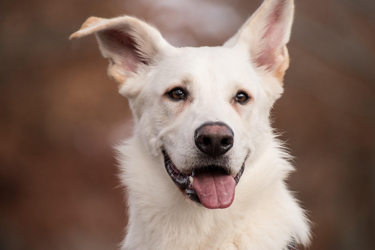大型犬も安心してリラックスできる！草加トリミングサロンで至福の時間を。