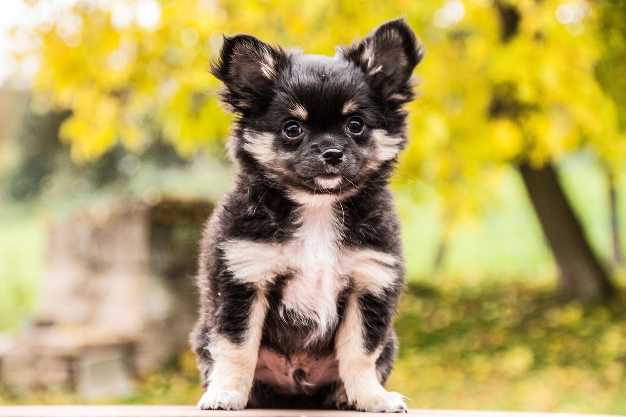 東川口で犬のトリミングなら、安心と癒しのサロンへ。