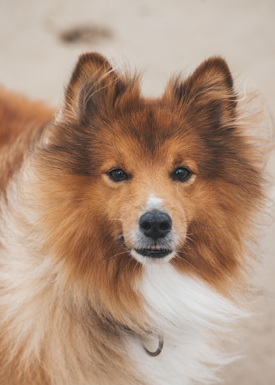 犬用ホテルで心地よい特別なひとときを。