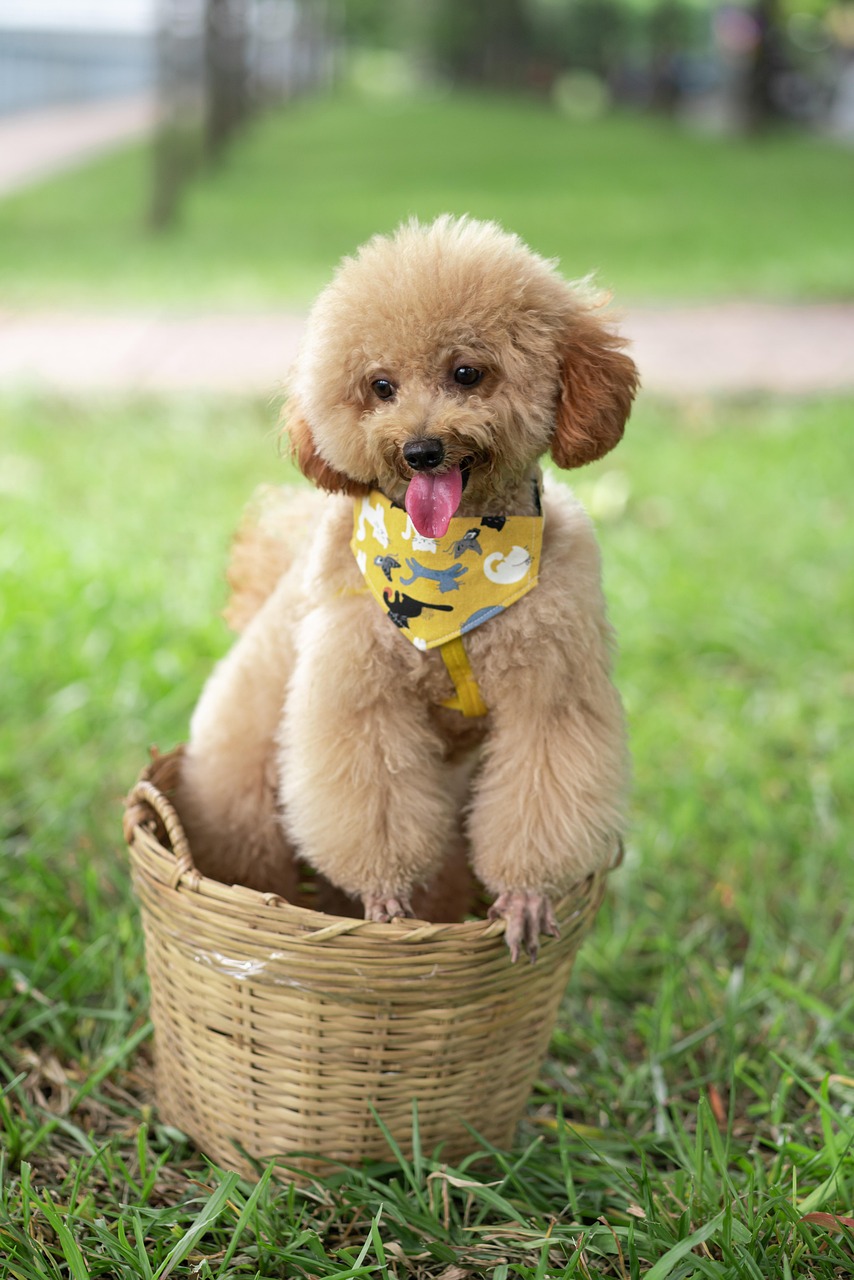 愛するmix犬を特別にケアしませんか？
