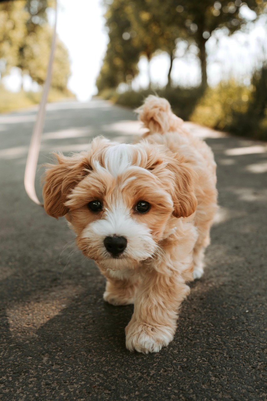 愛犬のトリミングはおまかせ！mix犬専門の至福のケア