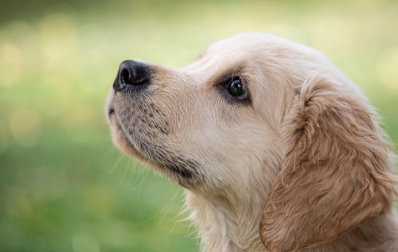 レイクタウンで最高の犬トリミング体験を！