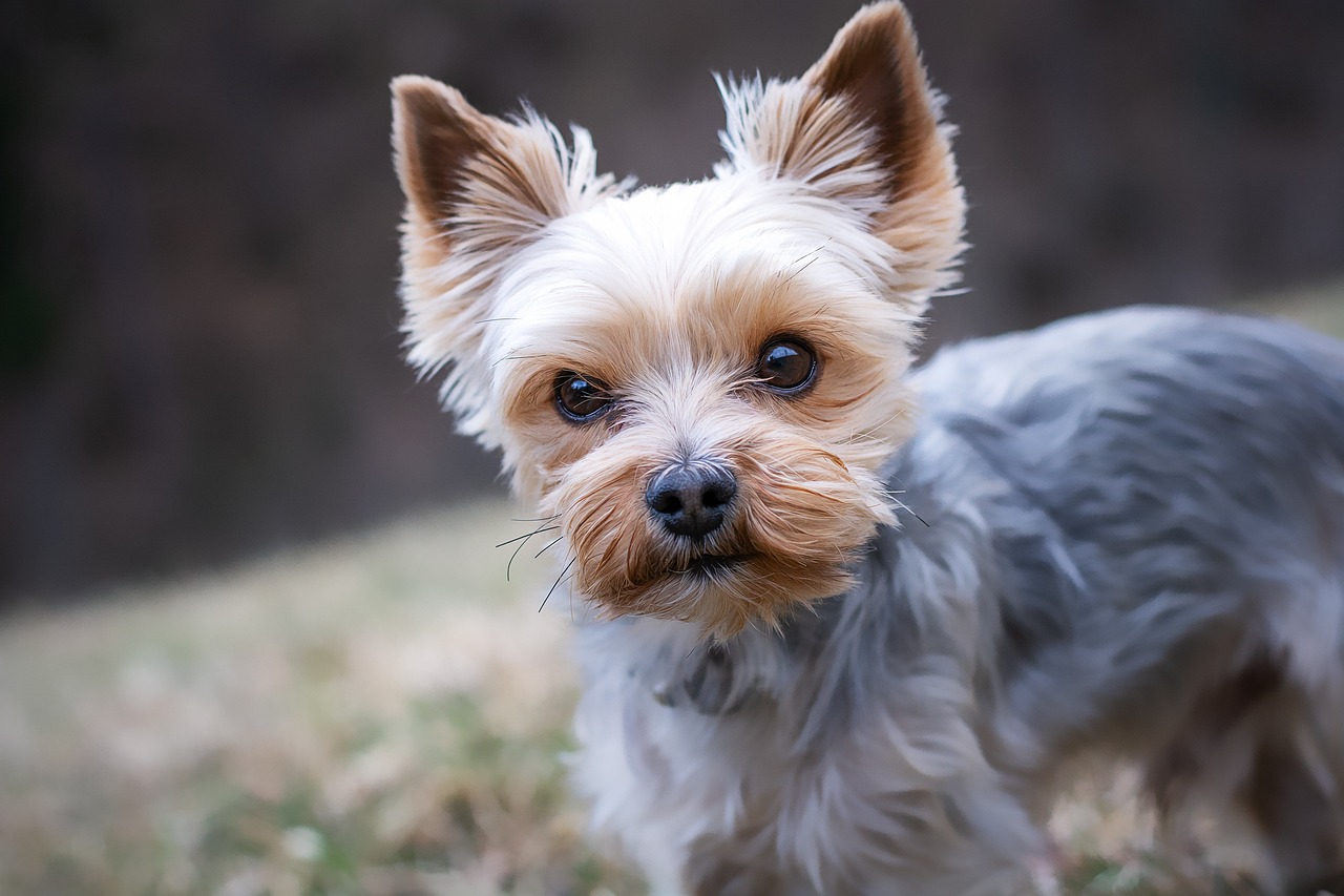 草加で愛犬をおしゃれに！トリミングはお任せください！