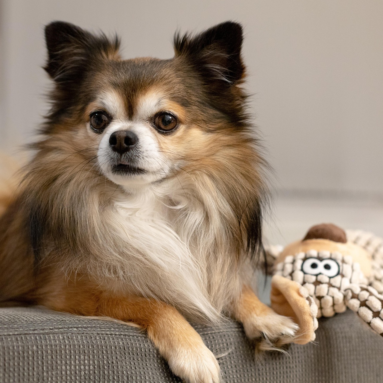 草加で愛犬愛猫のトリミングはお任せ！
