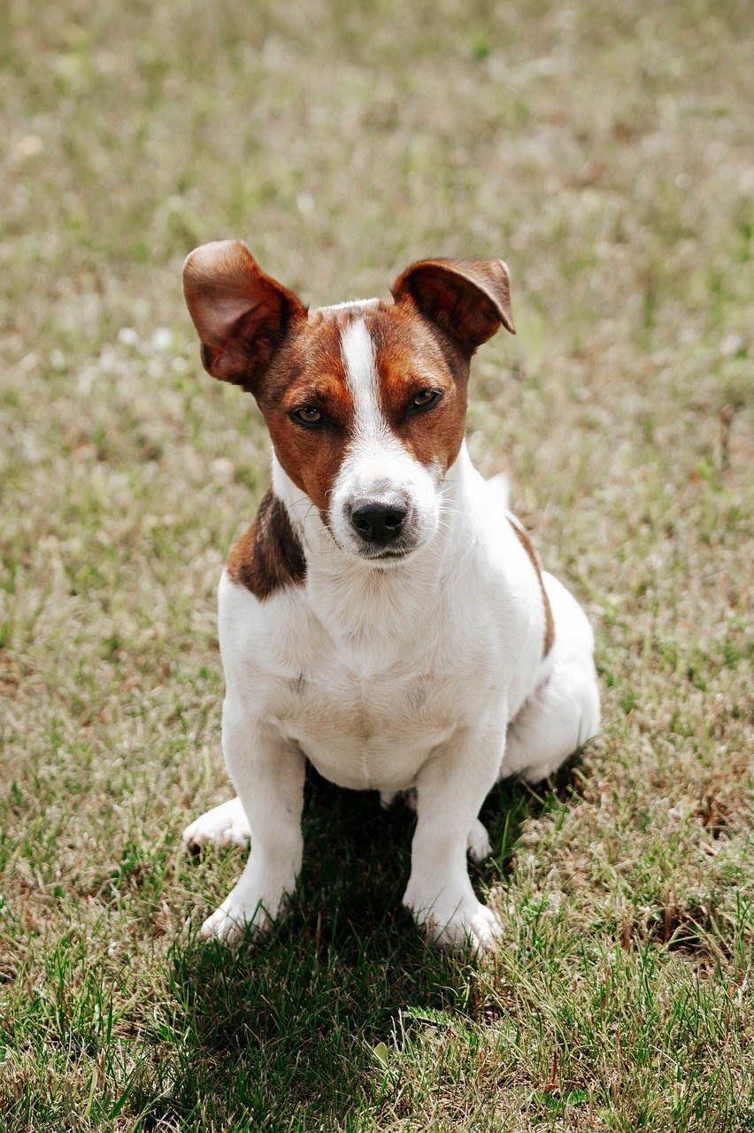特注のドッグバスで体格に応じたトリミング