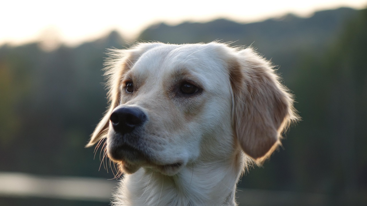 草加で大型犬トリミングなら、安心してお任せください！