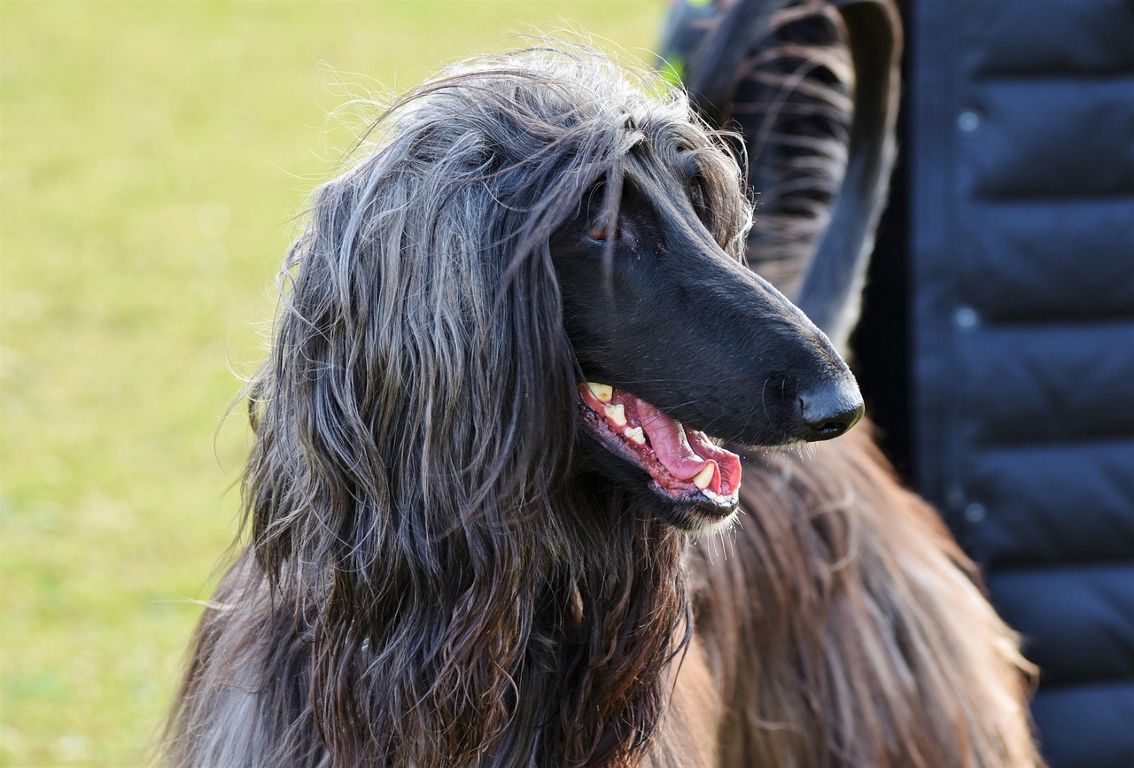 東川口で大型犬のトリミングならお任せ！