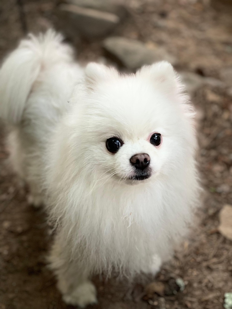 東川口で犬トリミングならお任せ！愛犬の美しさを引き出す専門サロン