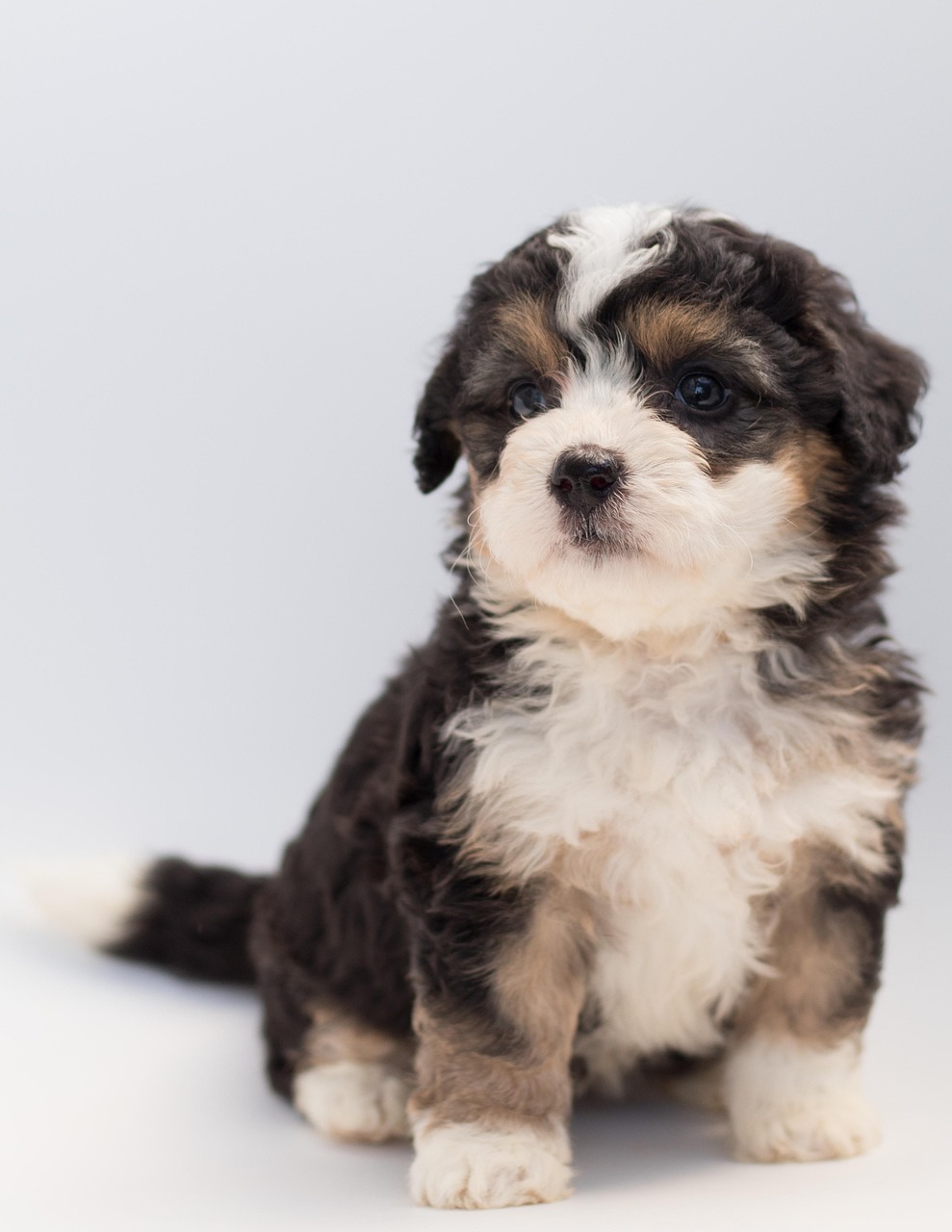 愛犬に優しいシャンプーコース