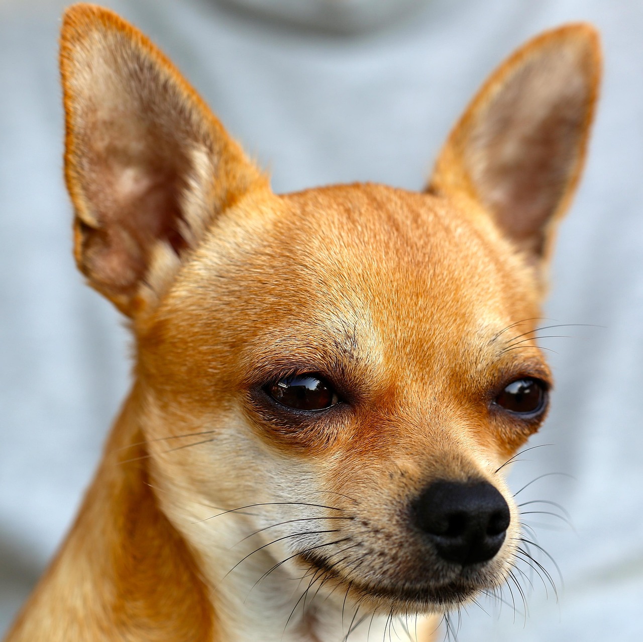 犬の健康管理について