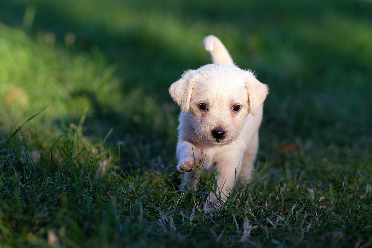 越谷で愛犬を輝かせる！最高の犬の美容サービス提供