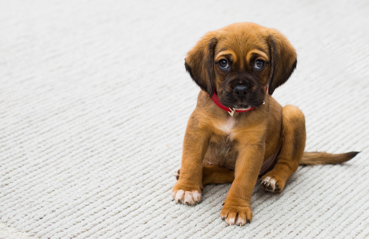 愛犬に最適なシャンプーケアを！
