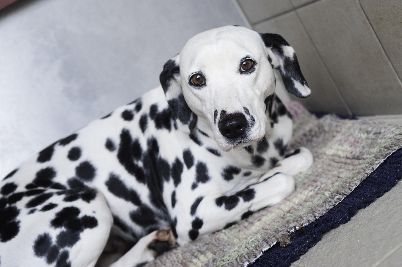 心地よさと安全を追求した草加の大型犬専用シャンプー施設！