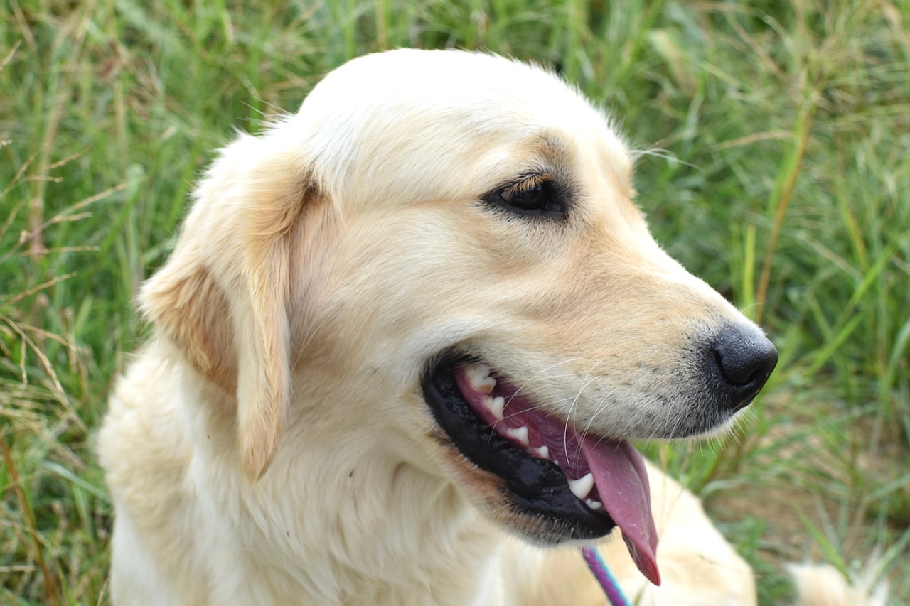 草加エリアで大型犬のトリミングなら、Dog and Cat Grooming Salon JJへ！