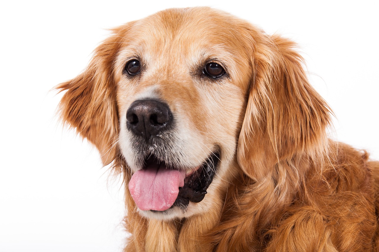 シニア犬に優しいシャンプーで、愛犬の健康と美しさを守ろう！