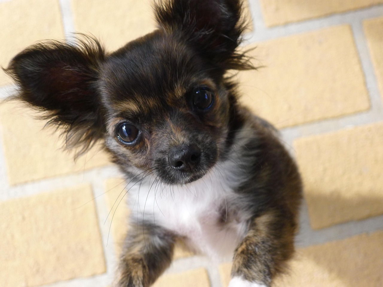 東川口で愛犬を美しく、快適に - トリミングならお任せ！